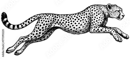 Black and white engraving of a running cheetah in motion, fine etching lines, dynamic vintage wildlife illustration, isolated on transparent background.