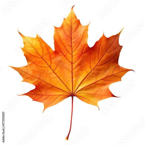 Wallpaper Mural Vibrant orange maple leaf with intricate veins and a delicate stem showcasing the beauty of autumn foliage isolated on transparent background Torontodigital.ca