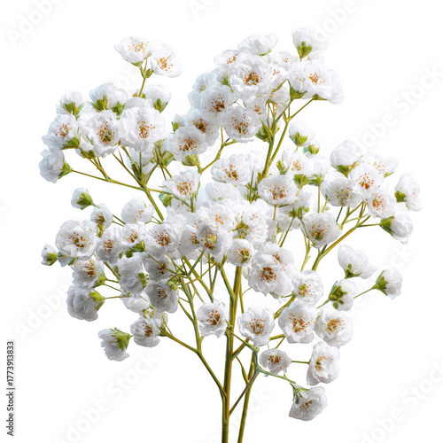 A delicate cluster of small white blossoms with golden centers and light green stems stands out in a beautiful floral arrangement against a transparent background