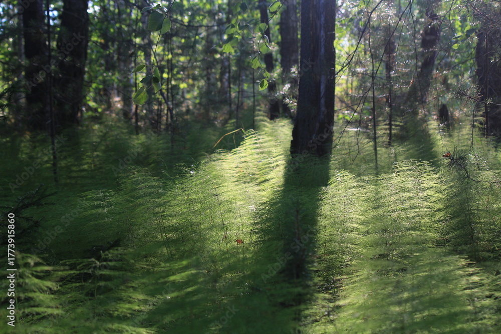 Fototapeta premium green horsetail in the rays of the evening sun on the edge of the swamp
