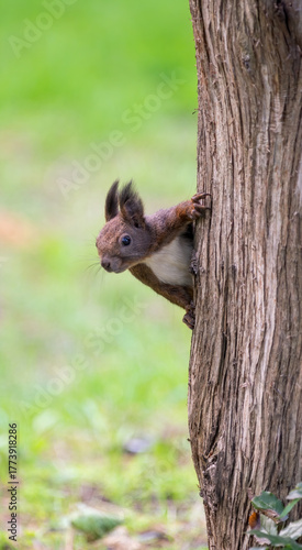 A curious Red Squirrel or Eurasian Red Squirrel (Sciurus vulgaris), peeks behind a tree trunk in anticipation of food