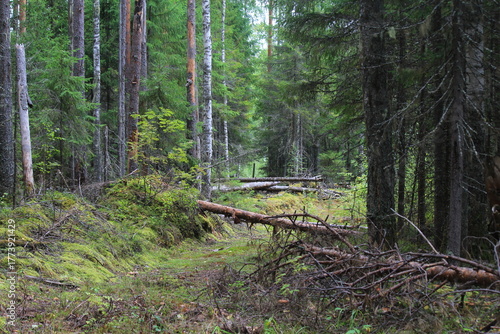 An old road in a dense forest at the end of summer