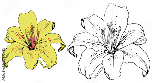 lily flower isolated on white daisy blossom 