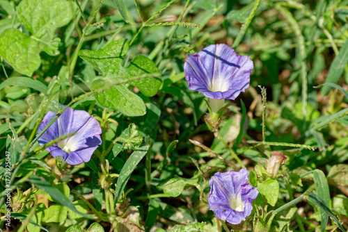 Wild morning glory flowers in bloom