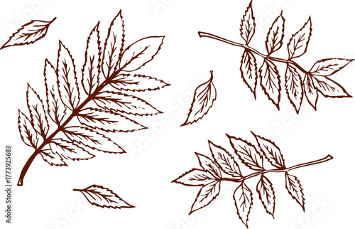 Hand drawn rowan leaves and branches in brown line art. Detailed botanical vector illustration with natural foliage and autumn aesthetic.