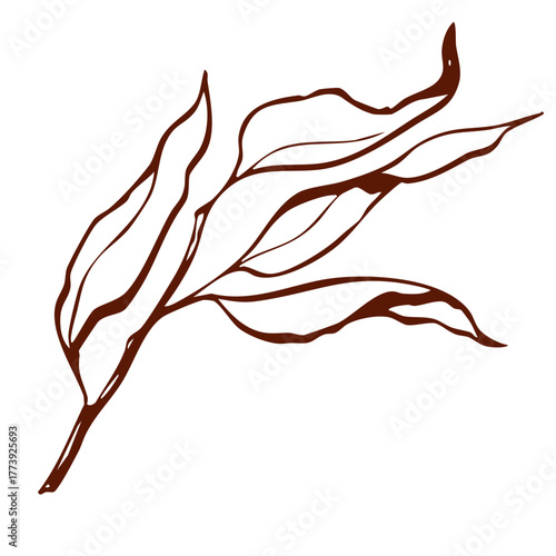 Hand drawn willow branch with long flowing leaves in brown line art. Elegant botanical vector illustration with natural, minimal, and organic aesthetic.