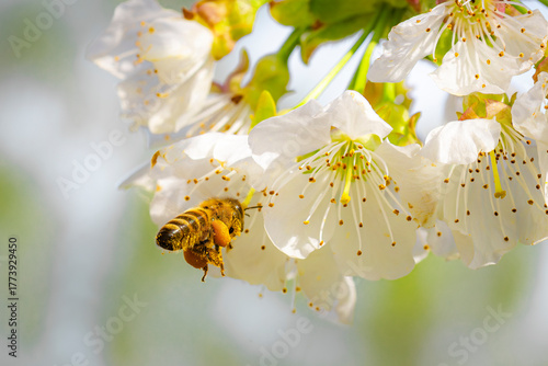 Biene mit Pollenhöschen an einer Kirschblüte