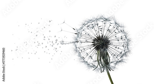 Wallpaper Mural Delicate dandelion seed head with seeds dispersing in the wind, symbolizing fragility and new beginnings isolated on transparent background Torontodigital.ca