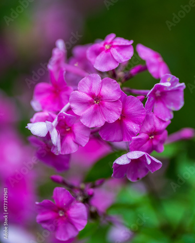 close up of lilac flowers
