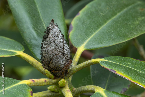 Rhododendron Knospe Pilzbefall