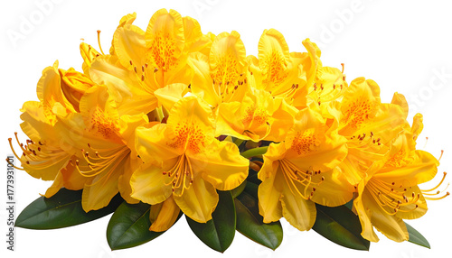 A vibrant cluster of yellow flowers with orange spots and green leaves (1)