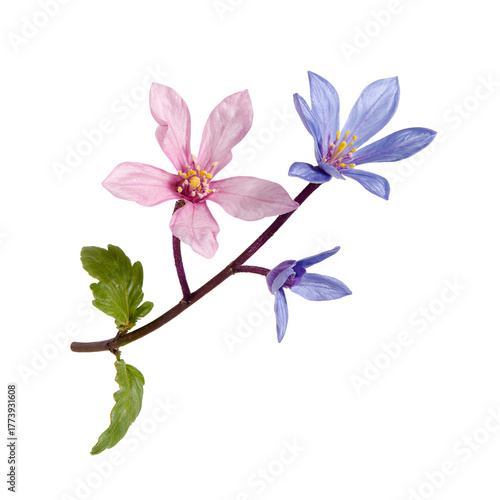 Pink and blue spring flowers on a branch with leaves isolated on transparent background