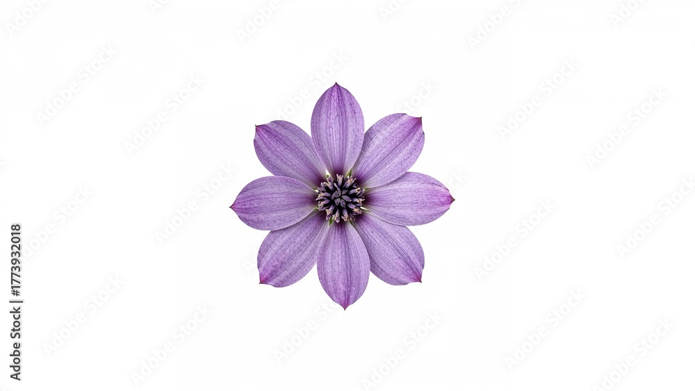 Fototapeta premium Single purple flower with petals and detailed center.