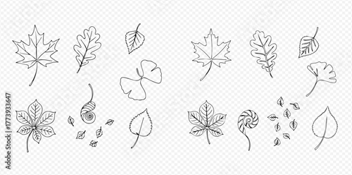 Hand-drawn collection of various autumn leaves and botanical elements in outline style, including maple, oak, ginkgo, and chestnut leaves.