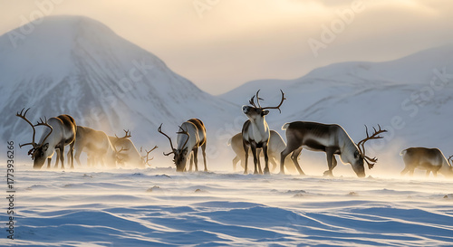 Wallpaper Mural A herd of reindeer grazing in a snowy landscape with mountains in the background during a winter day. Torontodigital.ca