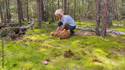 Middle-aged woman picking mushrooms in lush green forest with beautiful moss covering the ground. Peaceful summer nature scene and outdoor eco lifestyle concept.