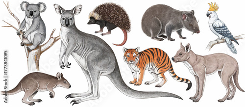 Australian wildlife featuring koala on tree, standing kangaroo, wombat, white parrot with blue crest, tiger, alert dingo, wallaby, and brown dog in natural arrangement