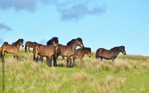 Φωτογραφία A herd of Exmoor ponies stood together on a moor.