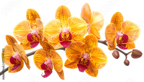 Branch of vibrant yellow orchids with red centers, isolated on a black background