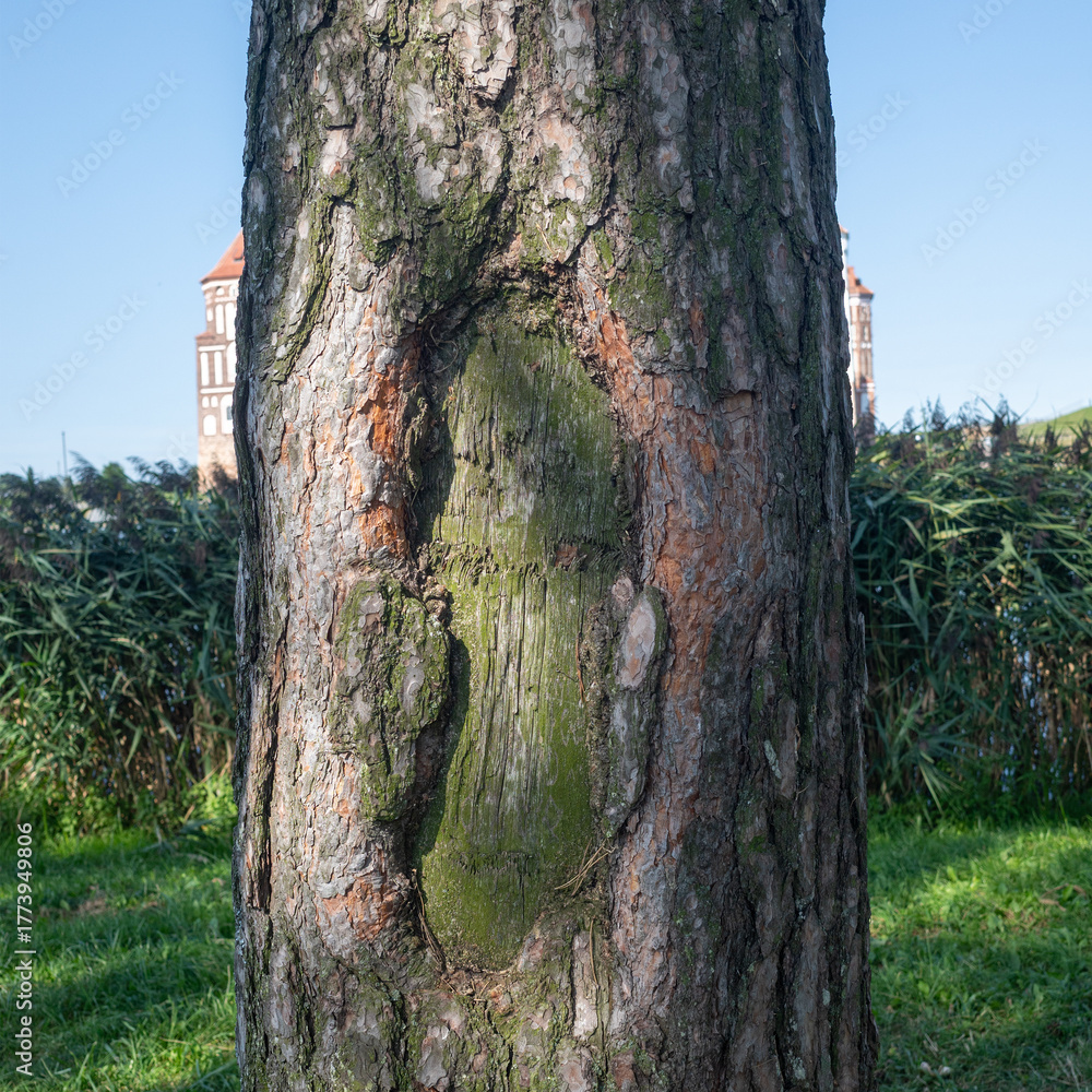 Fototapeta premium close-up shot of a tree trunk, with a textured bark and an indent partially covered with moss, against a background of reeds and a building under a blue sky.