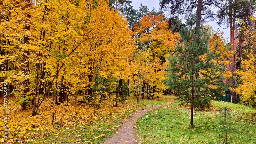 Naklejka premium A dirt path leads past red brick buildings through the grassy lawns of a city park strewn with fallen leaves. Deciduous trees are covered with leaves of bright yellow and red colors. Cloudy autumn