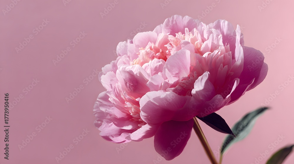 Obraz premium Single pink bloom displays abundant petals against a soft monochrome background