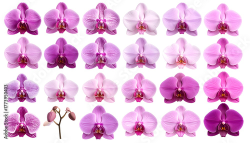 Rows of orchid blossoms in varying shades of pink and purple, on a black background