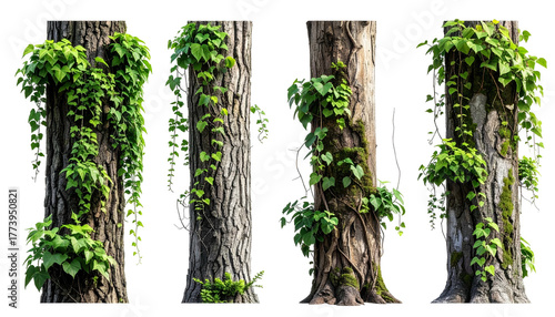 Four textured tree trunks with clinging green vines and foliage