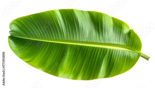 Close-up of a vibrant, glossy, green banana leaf against a black background