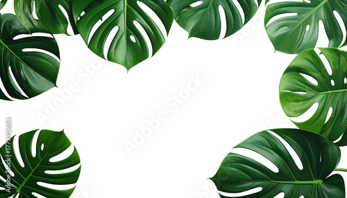 Lush green monstera leaves frame a blank black space