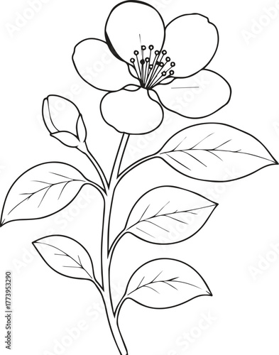 Cute kids coloring pages, easy quince flower, quince flower vector art, simple flower drawing, unique flowers coloring page