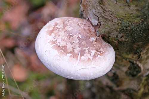 Photos Mottled brown and white Birch Polypore, bracket fungus, growing on birch deadwood
