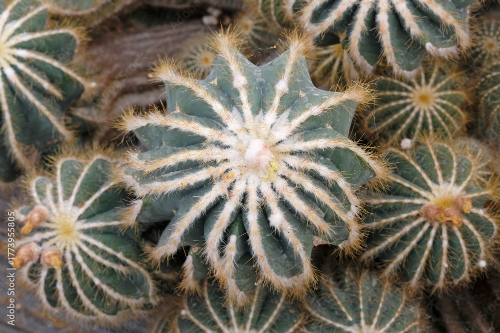 Fototapeta premium Green Parodia magnifica, magnificent ball cactus.