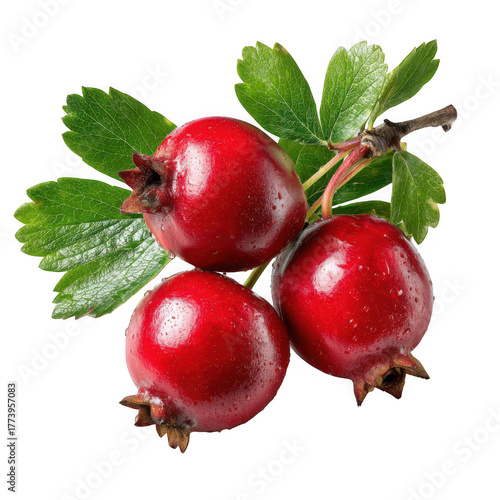 A vibrant cluster of three red hawthorn berries and green leaves on a branch isolated against a transparent background