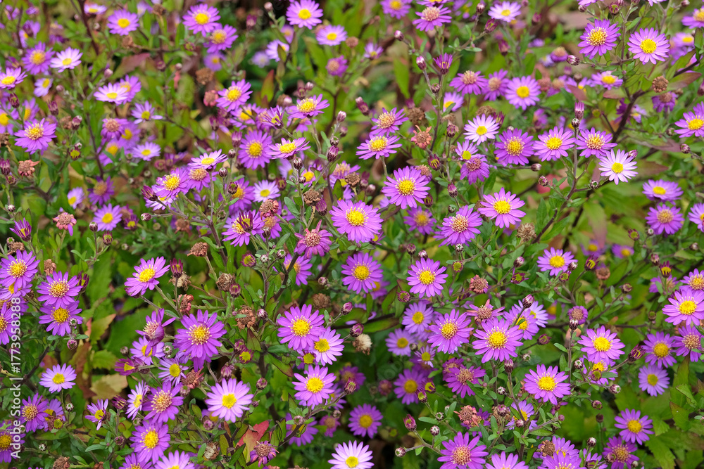Naklejka premium Purple Aster ageratoides in flower.