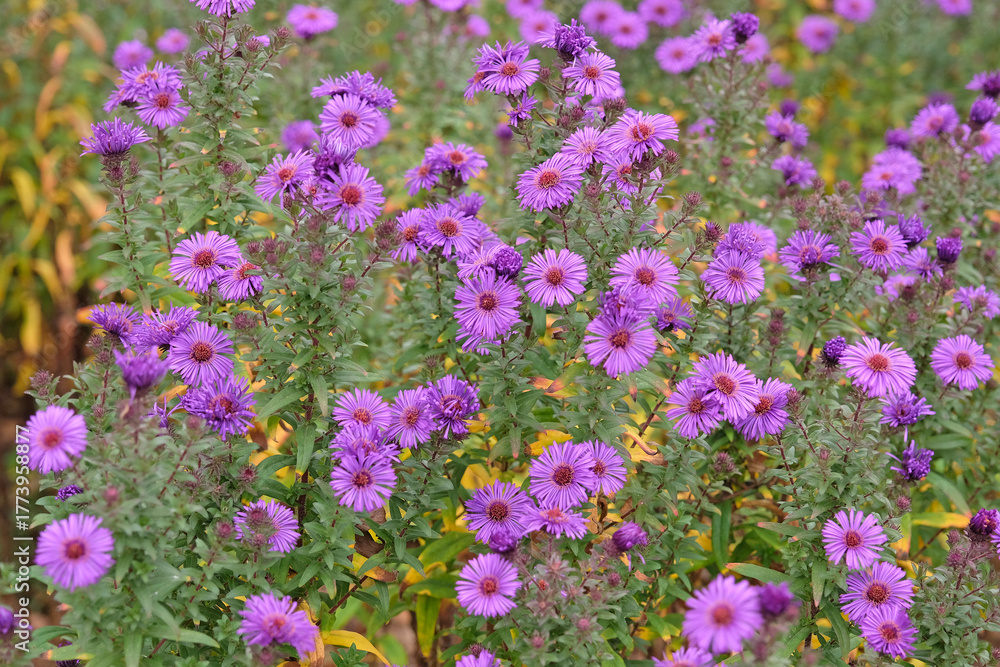 Obraz premium Deep purple Aster novi belgii, or New England Aster, ‘Purple Dome’ in flower.