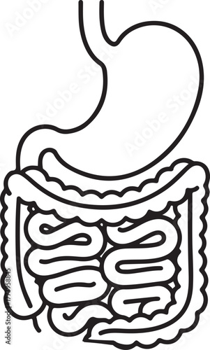 Simple outline anatomy of human stomach and intestines digestive system internal organs medical science diagram simplified drawing