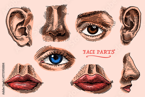 Human face parts or sensory organs set. Nose, ear, eyes, mouth and lips. Hand drawn engraved illustration for biology, anatomy, medicine.