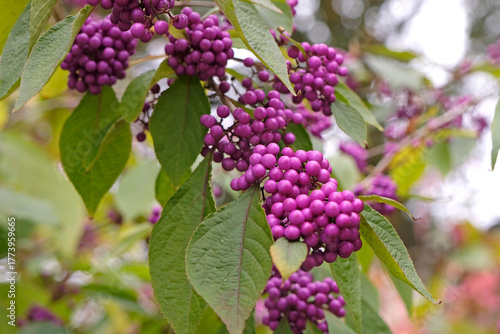 The bright purple berries of the Callicarpa bodinieri, beautyberry tree, ‘Imperial Pearl’.