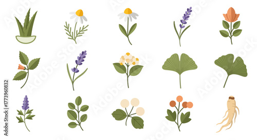 Set of Various Botanical Illustrations for Natural Medicine.