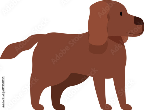 Side view of a brown irish setter standing and looking away, isolated on white