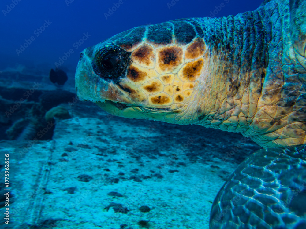 Fototapeta premium Loggerhead sea turtle from Cyprus