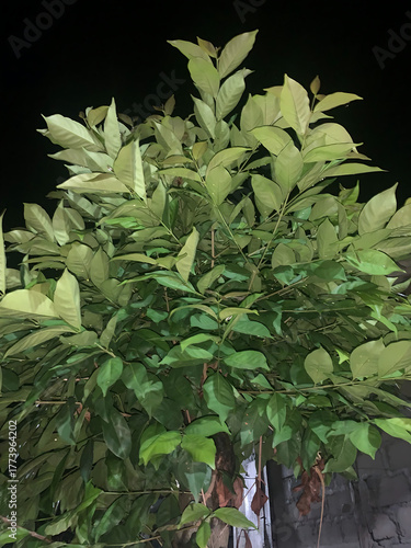 garden, natural, green closeup, organic
