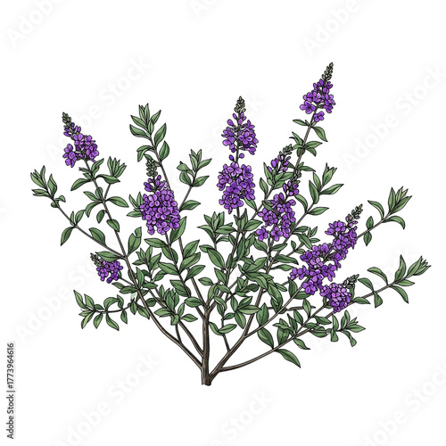 Detailed Hand Drawn Purple Flower Shrub Animation - Botanical Illustration of Garden Plant