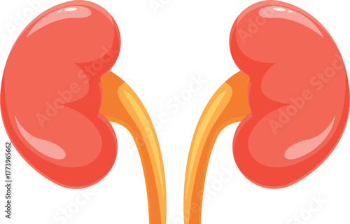 Illustration of healthy human kidneys, essential organs for blood filtration, waste removal, and maintaining electrolyte balance