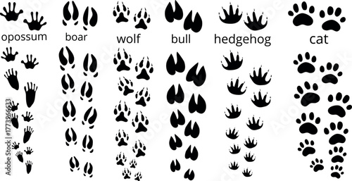 Animal Footprints Collection .Opossum, Boar, Wolf, Bull, Cat, Hedgehog Tracks and Paw Print Path Vector