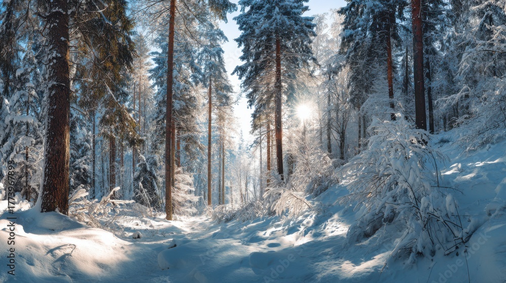 Fototapeta premium tranquil winter forest path sun rays