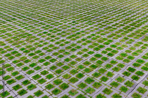Fototapeta Naklejka Na Ścianę i Meble -  The nature of small grass and square brick paving in the park
