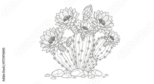 Elegant Cactus Blossom Line Art Illustration, Suitable for Botanical Studies, Coloring Books, or Desert-Themed Designs, for use in educational materials and creative art projects.