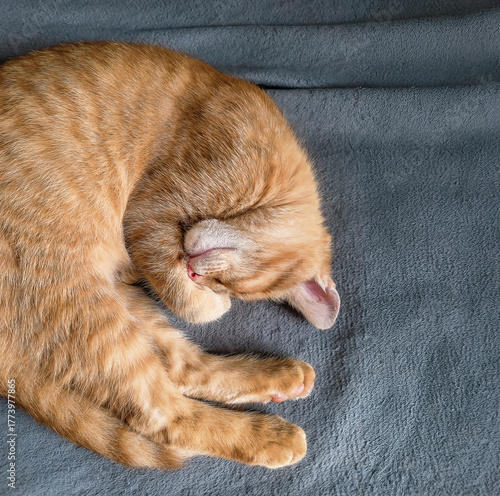 Fluffy red cat on gray blanket. Kitten with pink nose, curled up, has sweet dreams. Home comfort.